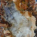 GEOLOGIE - Tranche de bois fossilisé de couleur marron /...