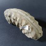 PREHISTOIRE - Lot comprenant : une partie d'ammonite fossile, une...