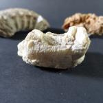 PREHISTOIRE - Lot comprenant : une partie d'ammonite fossile, une...