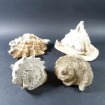 COQUILLAGES - Ensemble de quatre coquillages de mer comprenant :...