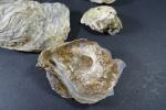 COQUILLAGES / PREHISTOIRE - Ensemble de dix coquillages fossiles dont...