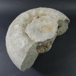 GEOLOGIE - Importante ammonite. Dim. 30 x 35 cm