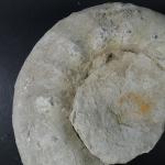 GEOLOGIE - Importante ammonite. Dim. 30 x 35 cm