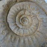 GEOLOGIE - Ammonite. Dim. totale : 24 x 30 cm