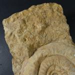 GEOLOGIE - Ammonite. Dim. totale : 24 x 30 cm