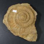 GEOLOGIE - Ammonite. Dim. 18 x 22 cm