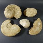 GEOLOGIE - Ensemble de cinq ammonites et fossiles. Lot judiciaire,...