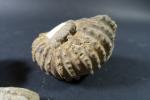 GEOLOGIE - Ensemble de deux ammonites (H. 10 cm) et...