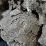 GEOLOGIE - Ensemble comprenant : un fragment d'ammonite (Long. 15...