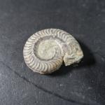 GEOLOGIE - Ensemble comprenant : un fragment d'ammonite (Long. 15...