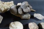 GEOLOGIE - Ensemble de minéraux et fossiles comprenant : ammonites,...
