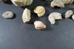 GEOLOGIE - Ensemble de minéraux et fossiles comprenant : ammonites,...