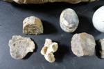 GEOLOGIE - Ensemble de fossiles et minéraux dont : oeufs,...