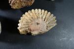 GEOLOGIE - Ensemble de douze ammonites et fossiles divers.