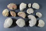 GEOLOGIE - Ensemble de treize ammonites et fragments d'ammonites.