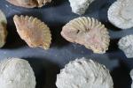 GEOLOGIE - Ensemble de treize ammonites et fragments d'ammonites.