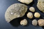 GEOLOGIE - Ensemble de fossiles comprenant : oursins, ammonites.