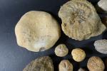 GEOLOGIE - Ensemble de fossiles comprenant : oursins, ammonites.