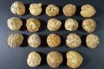 ARCHEOLOGIE / PREHISTOIRE - Ensemble de 18 fossiles d'oursins du...