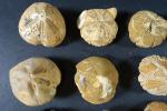 ARCHEOLOGIE / PREHISTOIRE - Ensemble de 18 fossiles d'oursins du...