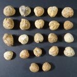 ARCHEOLOGIE / PREHISTOIRE - Ensemble de 22 fossiles d'oursins du...