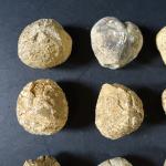 ARCHEOLOGIE / PREHISTOIRE - Ensemble de 22 fossiles d'oursins du...