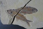 ARCHEOLOGIE / PREHISTOIRE - Quatre poissons fossilisés (sur plaque en...