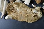 ARCHEOLOGIE / PREHISTOIRE - Important lot d'ossements, dents, maxilaires fossiles....