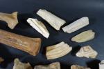 ARCHEOLOGIE / PREHISTOIRE - Important lot d'ossements, dents, maxilaires fossiles....