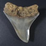ARCHEOLOGIE / PREHISTOIRE - Dent de mégalodon carcharodon du Miocène...