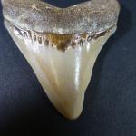 ARCHEOLOGIE / PREHISTOIRE - Rare dent de mégalodon (Savigné sur...