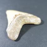 ARCHEOLOGIE / PREHISTOIRE - Rare dent de mégalodon (Savigné sur...