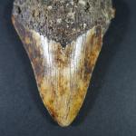 ARCHEOLOGIE / PREHISTOIRE - Rare dent de mégalodon (gisement sous-marin...