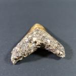 ARCHEOLOGIE / PREHISTOIRE - Rare dent de mégalodon (gisement sous-marin...
