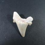 ARCHEOLOGIE / PREHISTOIRE - Deux dents de procarcharodon Auriculatus fossiles....