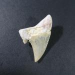 ARCHEOLOGIE / PREHISTOIRE - Deux dents de procarcharodon Auriculatus fossiles....