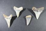 ARCHEOLOGIE / PREHISTOIRE - Quatre dents d'Isurus Hastalis (Pérou). H....