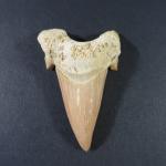 ARCHEOLOGIE / PREHISTOIRE - Dent inférieure d'Otodus Oblicus (Maroc). H....
