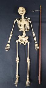 Maquette de squelette humain en ivoire sculpté, ép. XIX's. Haut...