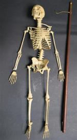 Maquette de squelette humain en ivoire sculpté, ép. XIX's. Haut...