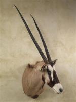 Oryx gemsbok (CH) : tête en cape provenance Afrique du...