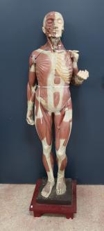 Dans le goût du Dr AUZOUX : Ecorché d'homme anatomique,...