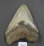 Belle dent de Charcarodon megalodon à belles arêtes dentelées. USA...