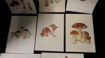 8 reproductions de champignons 30X42 d'un artiste troyen, tirage limité
Voir...