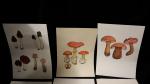 8 reproductions de champignons 30X42 d'un artiste troyen, tirage limité
Voir...