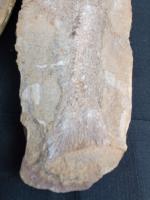 Lot de 2 poissons fossiles dont 1 est cassé  
Longueur 32...