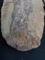 Lot de 2 poissons fossiles dont 1 est cassé  
Longueur 32...