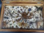 Coffret en bois exotique contenant des papillons et insectes divers...