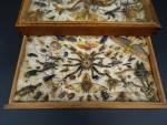 Coffret en bois exotique contenant des papillons et insectes divers...