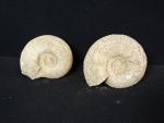 2 ammonites fossilisées (Diam. : 23 et 26cm).